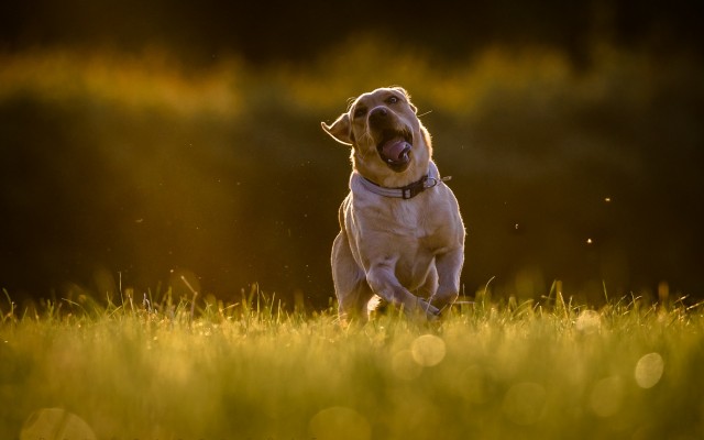 Dogs. Desktop wallpaper
