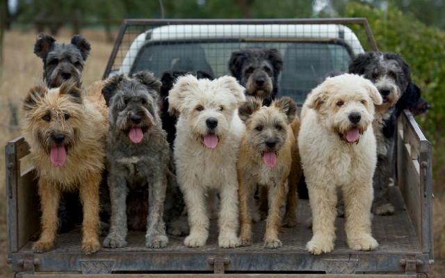 Dogs. Desktop wallpaper