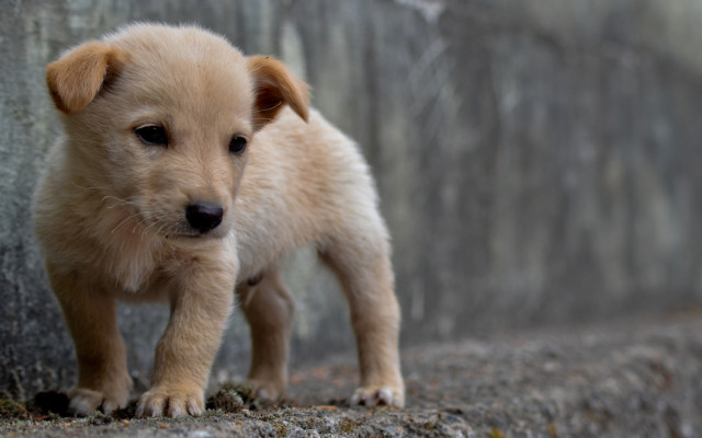 Dogs. Desktop wallpaper