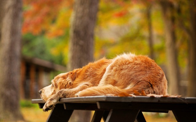 Dogs. Desktop wallpaper