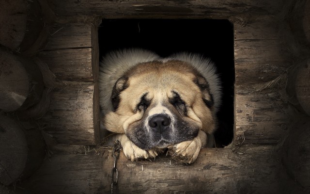 Dogs. Desktop wallpaper