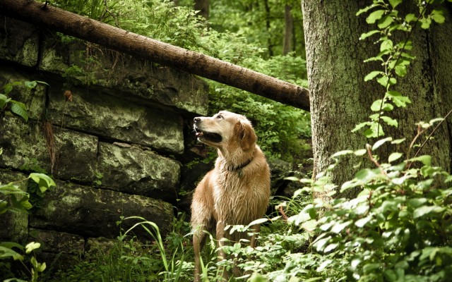 Dogs. Desktop wallpaper