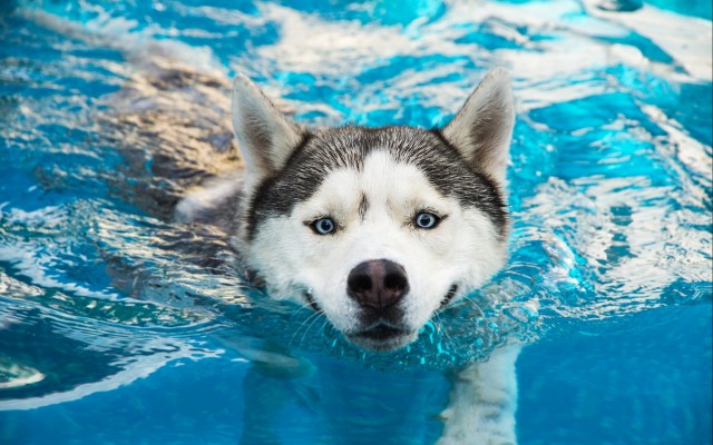 Dogs. Desktop wallpaper