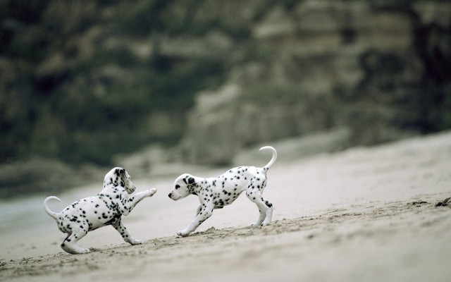 Dogs. Desktop wallpaper