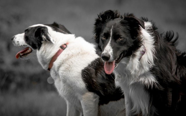 Dogs. Desktop wallpaper