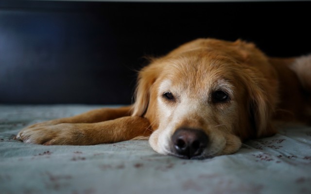 Dogs. Desktop wallpaper