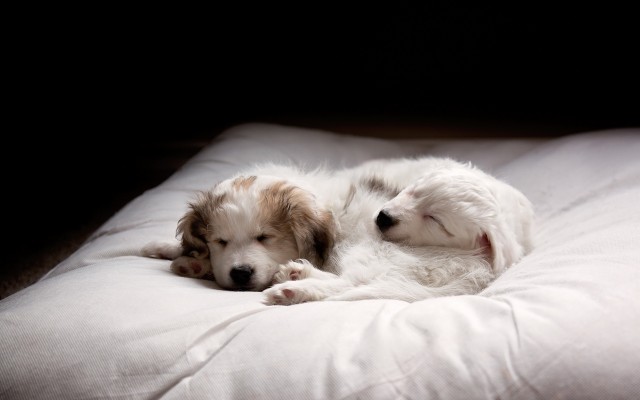 Dogs. Desktop wallpaper