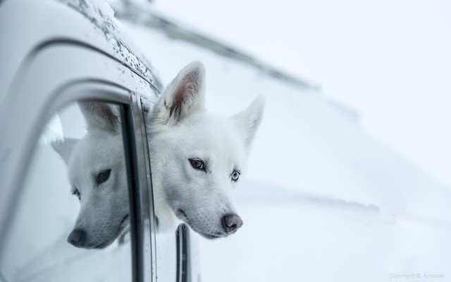 Dogs. Desktop wallpaper