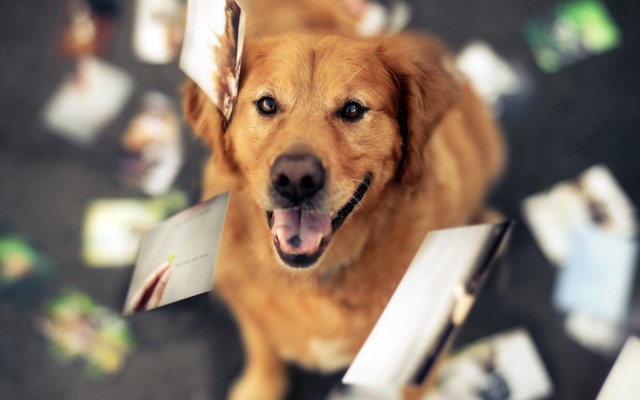 Dogs. Desktop wallpaper