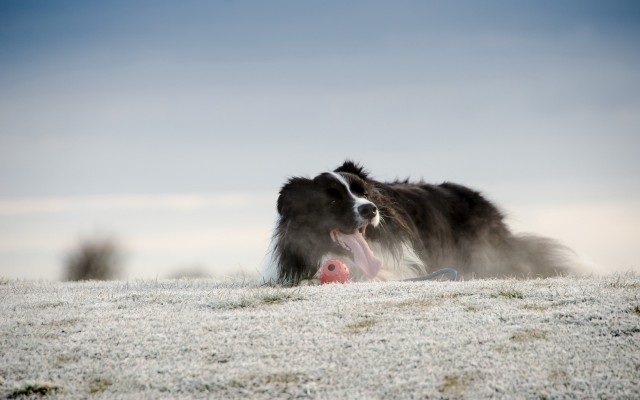 Dogs. Desktop wallpaper