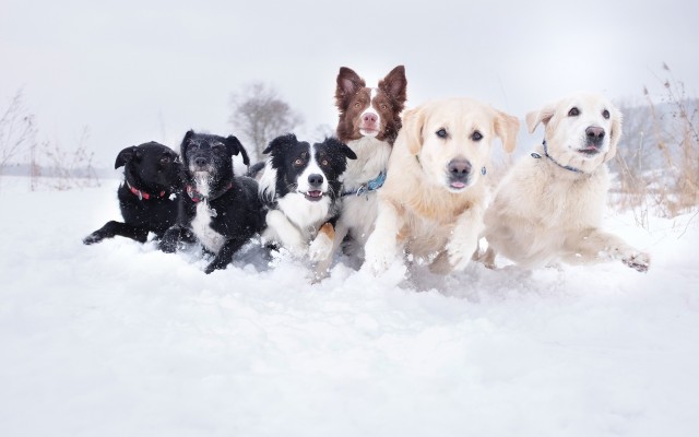 Dogs. Desktop wallpaper