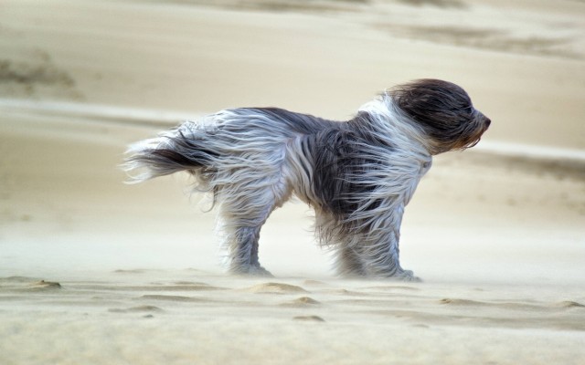Dogs. Desktop wallpaper