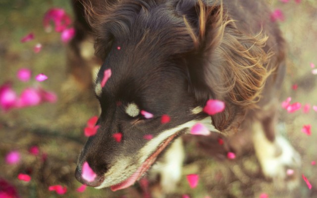 Dogs. Desktop wallpaper