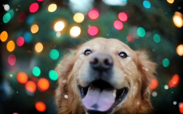 Dogs. Desktop wallpaper