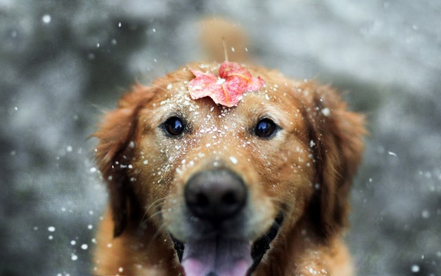 Dogs. Desktop wallpaper
