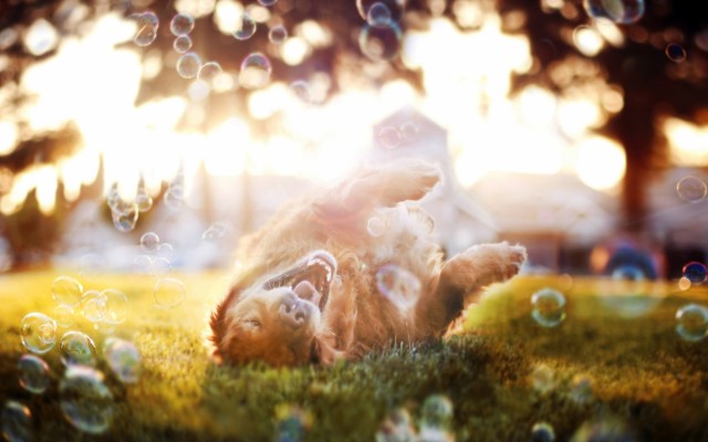 Dogs. Desktop wallpaper