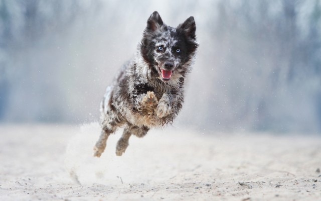 Dogs. Desktop wallpaper