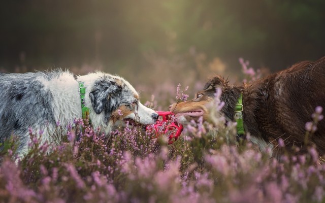 Dogs. Desktop wallpaper