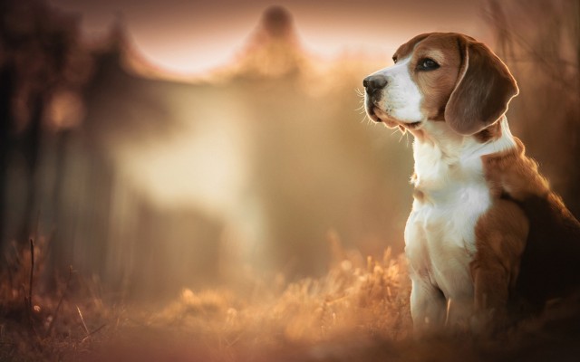 Dogs. Desktop wallpaper