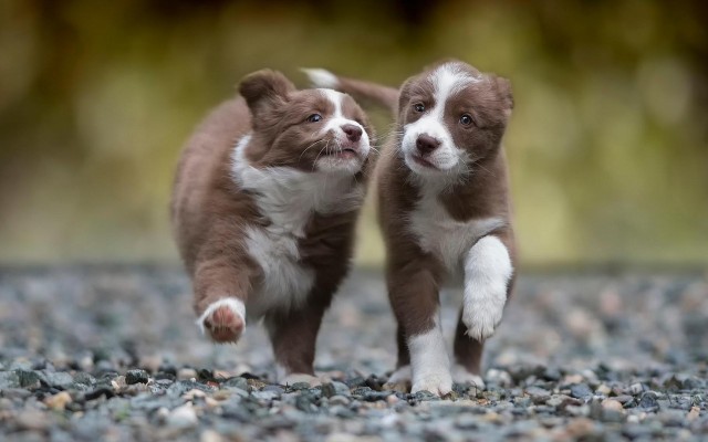 Dogs. Desktop wallpaper