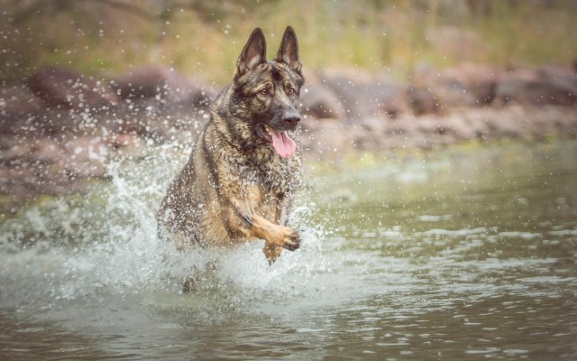 Dogs. Desktop wallpaper