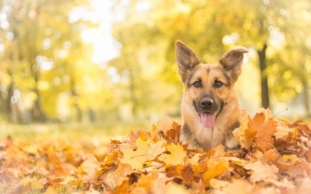 Dogs. Desktop wallpaper