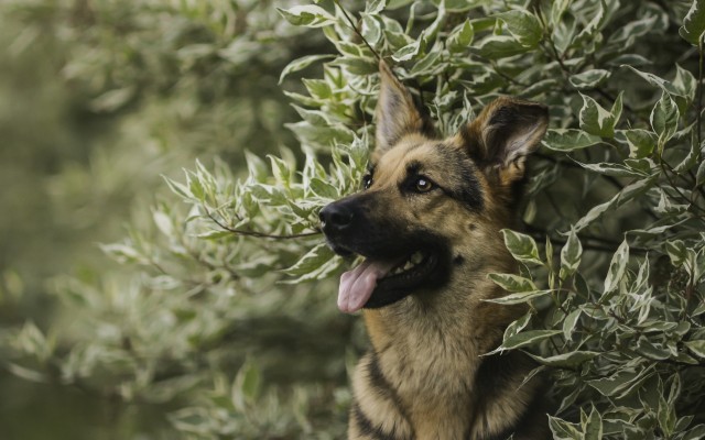 Dogs. Desktop wallpaper
