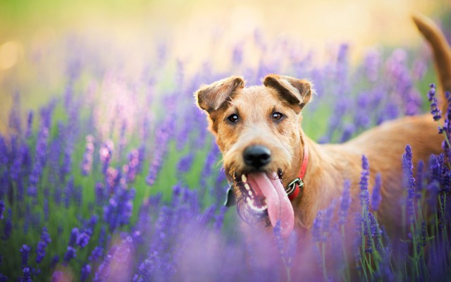Dogs. Desktop wallpaper