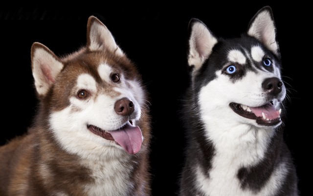 Dogs. Desktop wallpaper