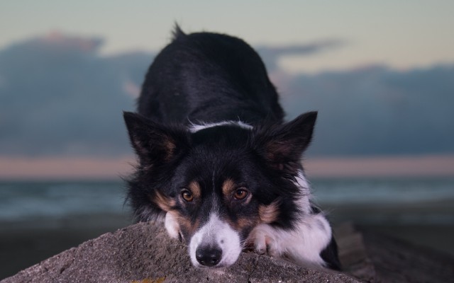 Dogs. Desktop wallpaper