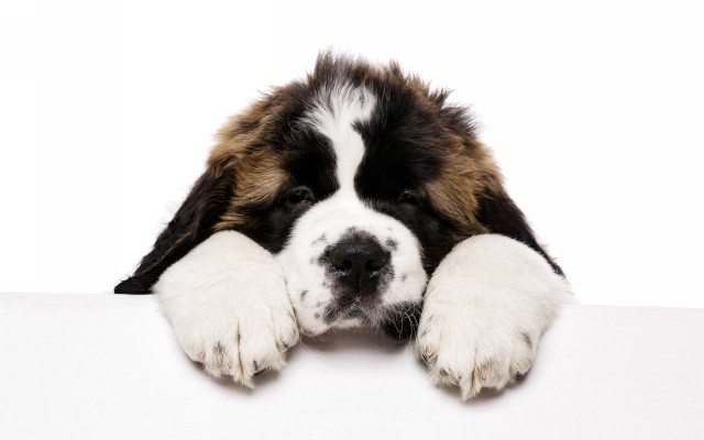 Dogs. Desktop wallpaper