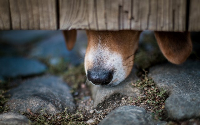 Dogs. Desktop wallpaper