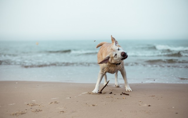 Dogs. Desktop wallpaper