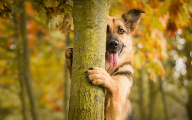 Dogs. Desktop wallpaper