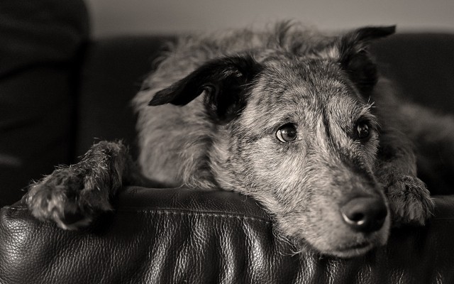 Dogs. Desktop wallpaper