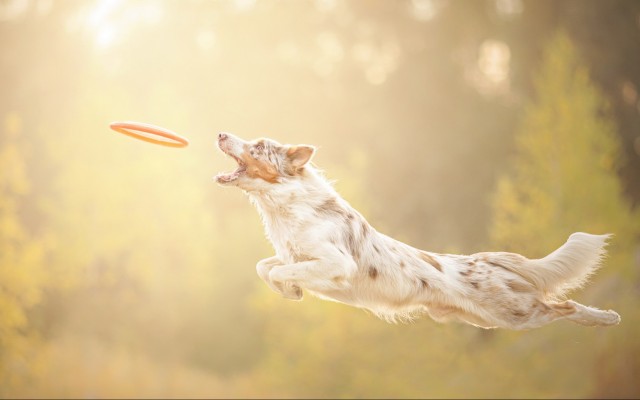 Dogs. Desktop wallpaper