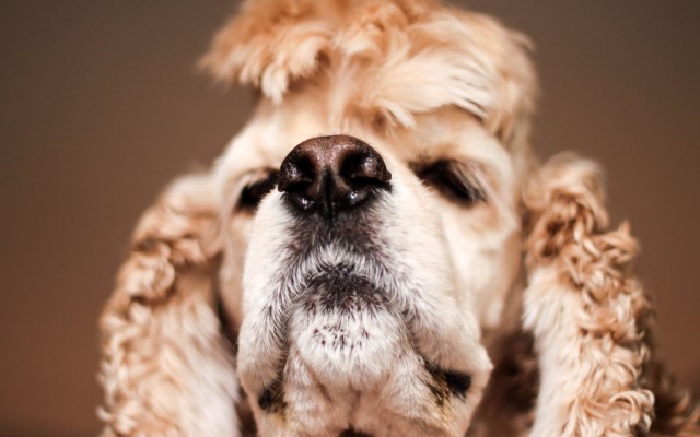 Dogs. Desktop wallpaper