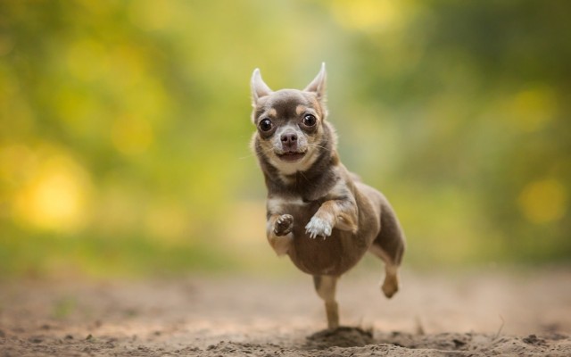 Dogs. Desktop wallpaper