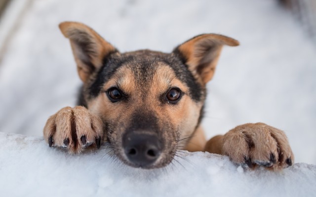 Dogs. Desktop wallpaper