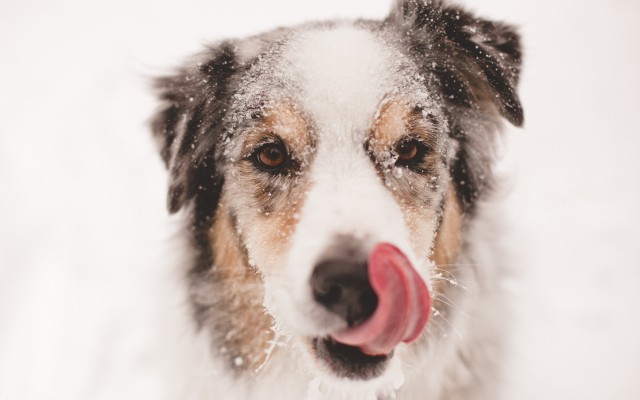 Dogs. Desktop wallpaper