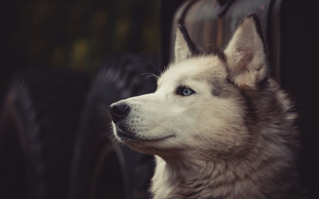 Dogs. Desktop wallpaper