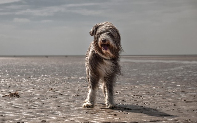 Dogs. Desktop wallpaper