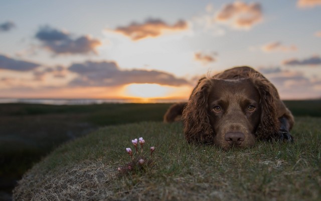 Dogs. Desktop wallpaper