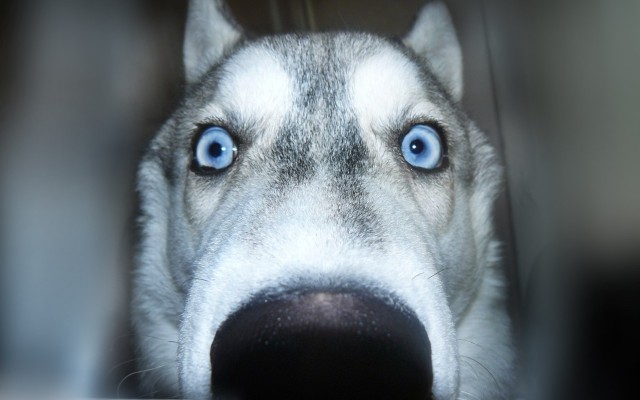 Dogs. Desktop wallpaper