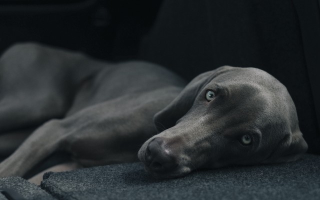 Dogs. Desktop wallpaper