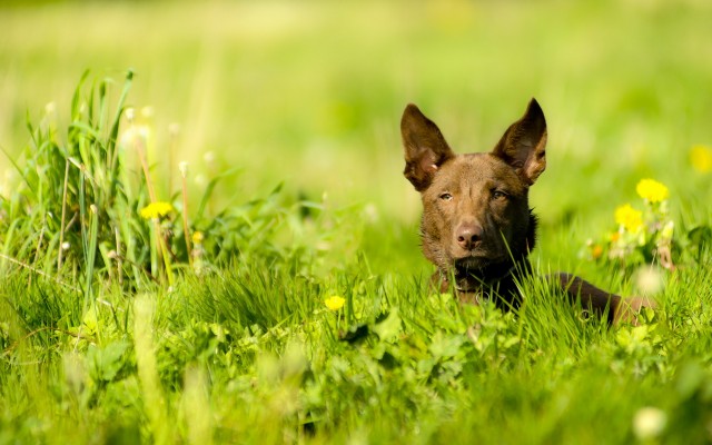 Dogs. Desktop wallpaper