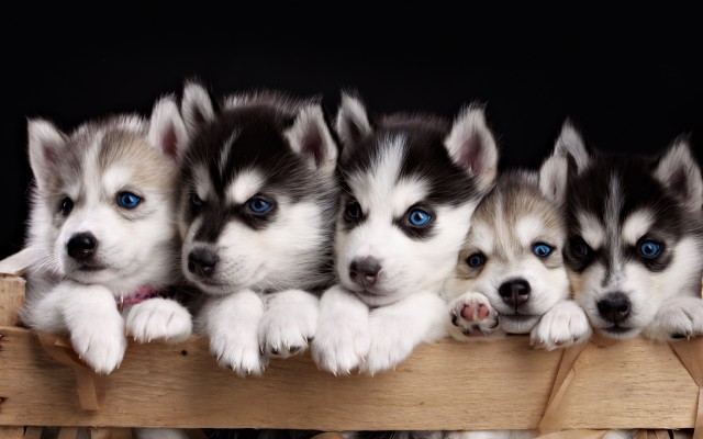 Dogs. Desktop wallpaper