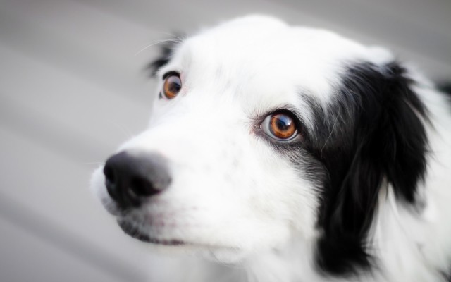Dogs. Desktop wallpaper