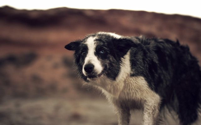 Dogs. Desktop wallpaper