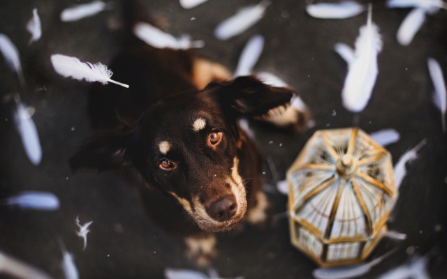 Dogs. Desktop wallpaper